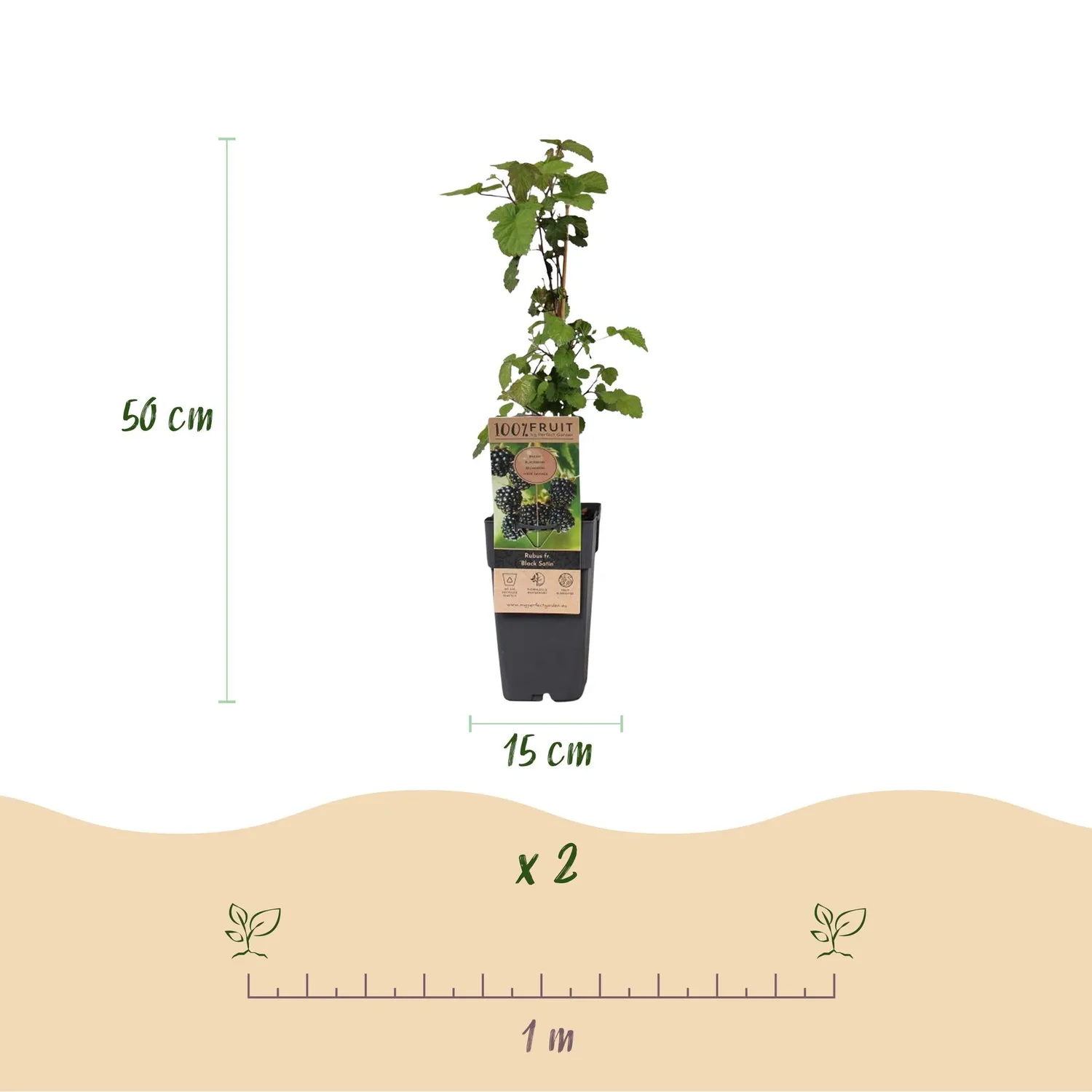 Plant and Stories Black Satin mûre ronce fruitière lot de 2