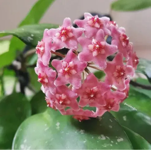 Plant and Stories Hoya Carnosa Stardust plante pot 10,5 cm