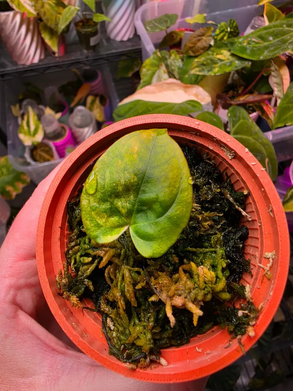 plant.ess Anthurium Papillilaminum Ace of Spades plante velours dark