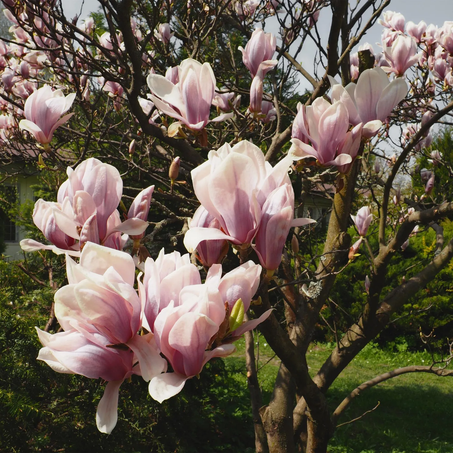 Plant and Stories Magnolia Soulangeana arbuste pot 17 cm rose