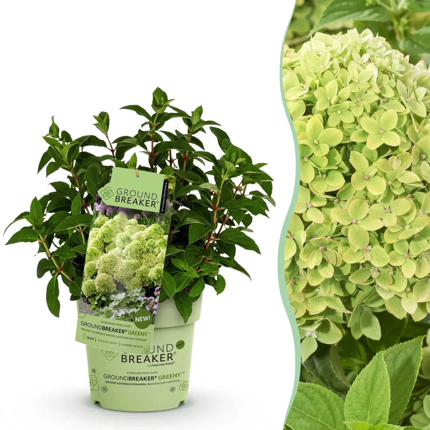 Plant and Stories Hortensia Greeny arbuste pot 14 cm rustique