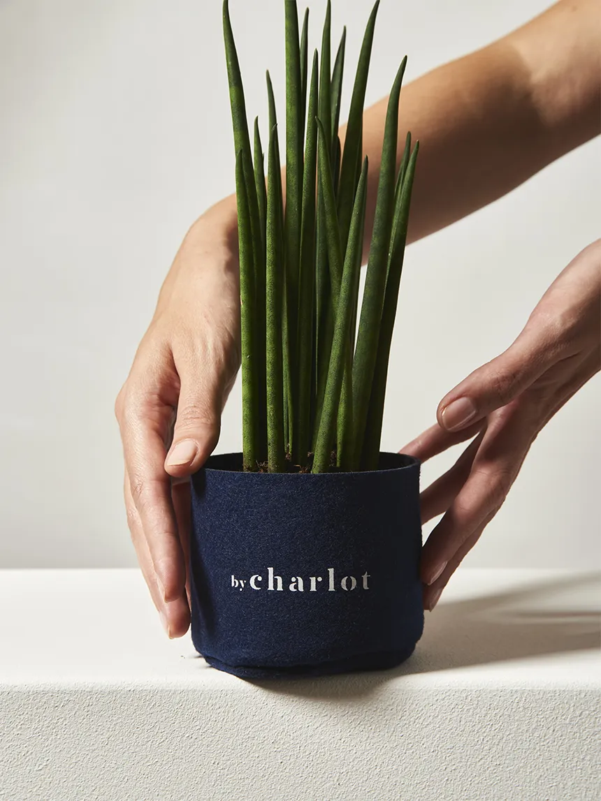 By Charlot Le Charmeur recharge plante succulente S sansevieria