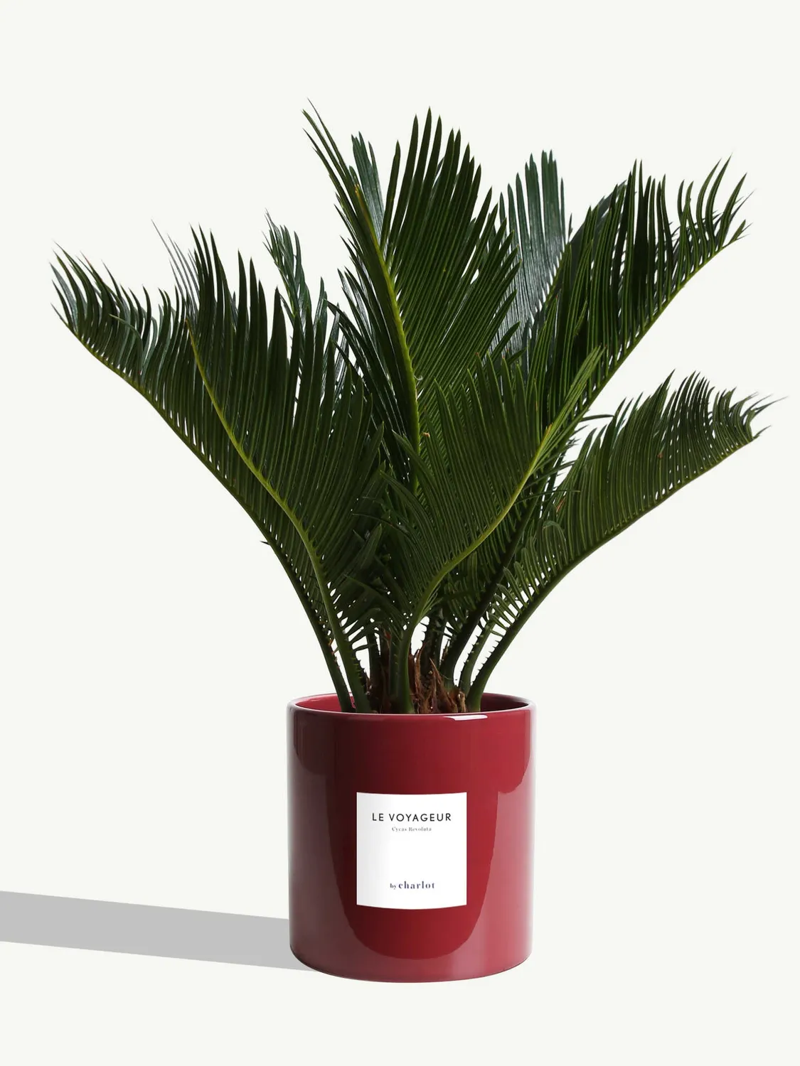 By Charlot Le Voyageur plante Cycas Revoluta pot 14 cm