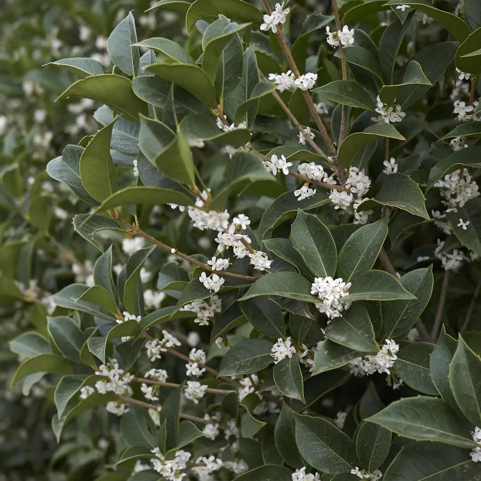 Plant and Stories Osmanthus Burkwoodii plante haie lot 8 persistant