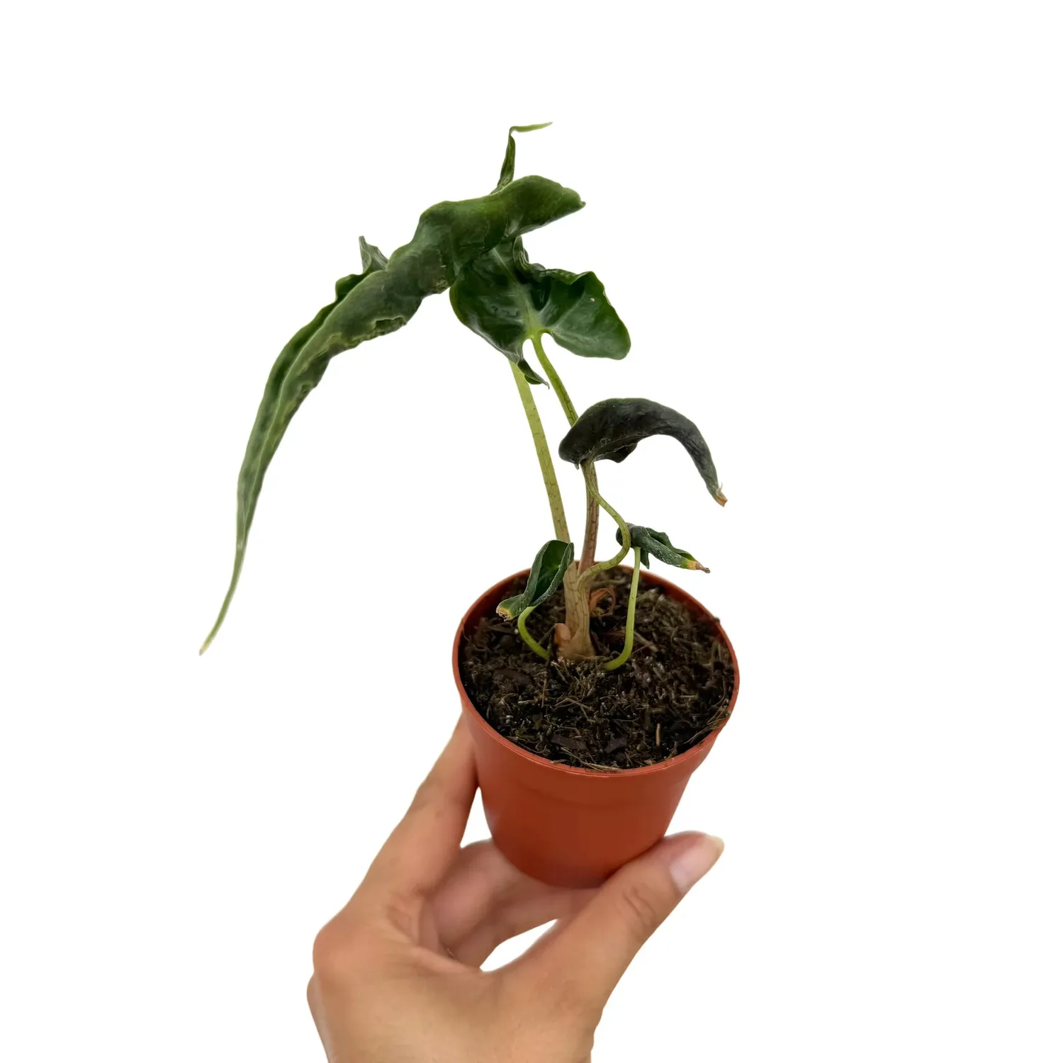Plant and Stories Alocasia Loco plante pot 6 cm flèche