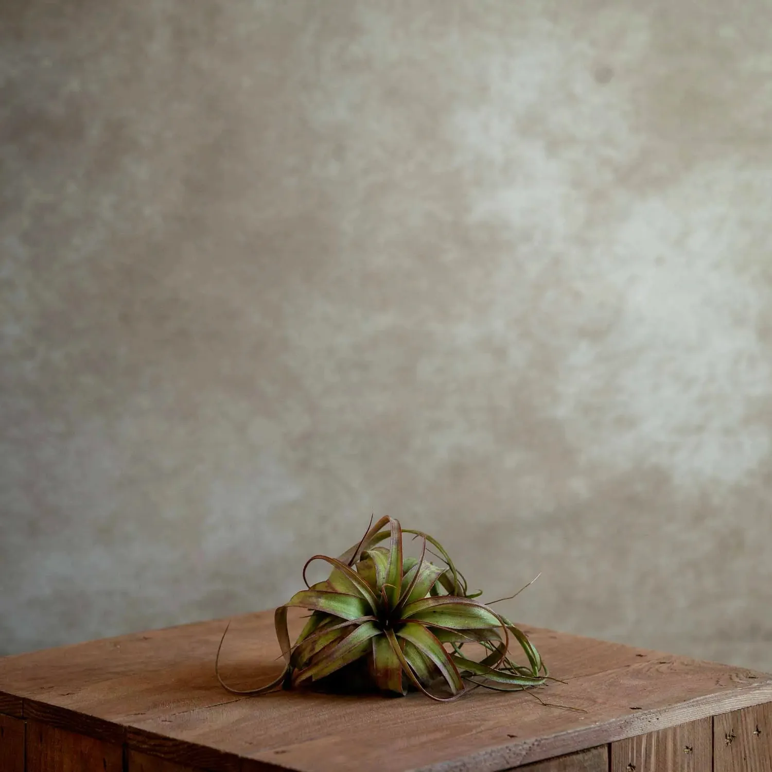 Airplantshop Eric Knobloch plante hybride terrarium S-M