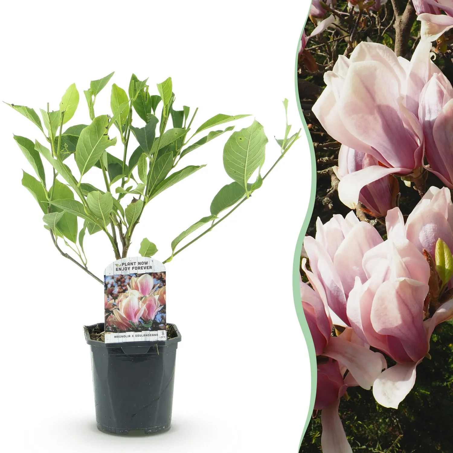 Plant and Stories Magnolia Soulangeana arbuste pot 17 cm rose