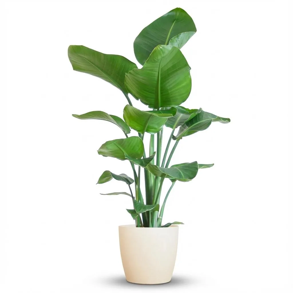 Plant and Stories Nicolai strelitzia plante pot 21 cm 80 cm panier