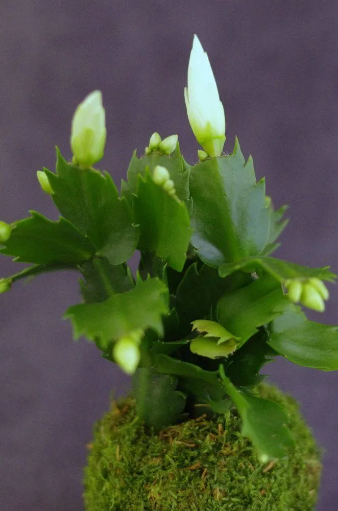 Aquaphyte Pantanal Magnet kokedama cactus Noël 8 cm