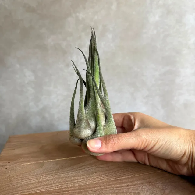 Airplantshop Seleriana XL plante aérienne 14cm