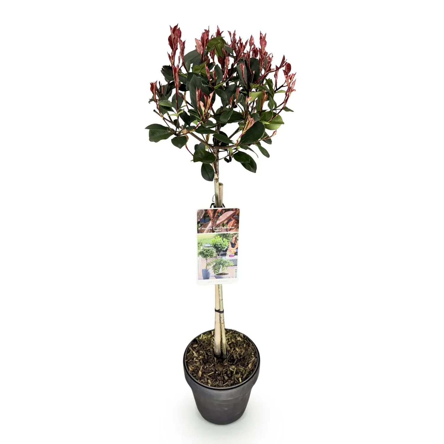 Plant and Stories Photinia Little Red Robin haie pot 19 cm rouge
