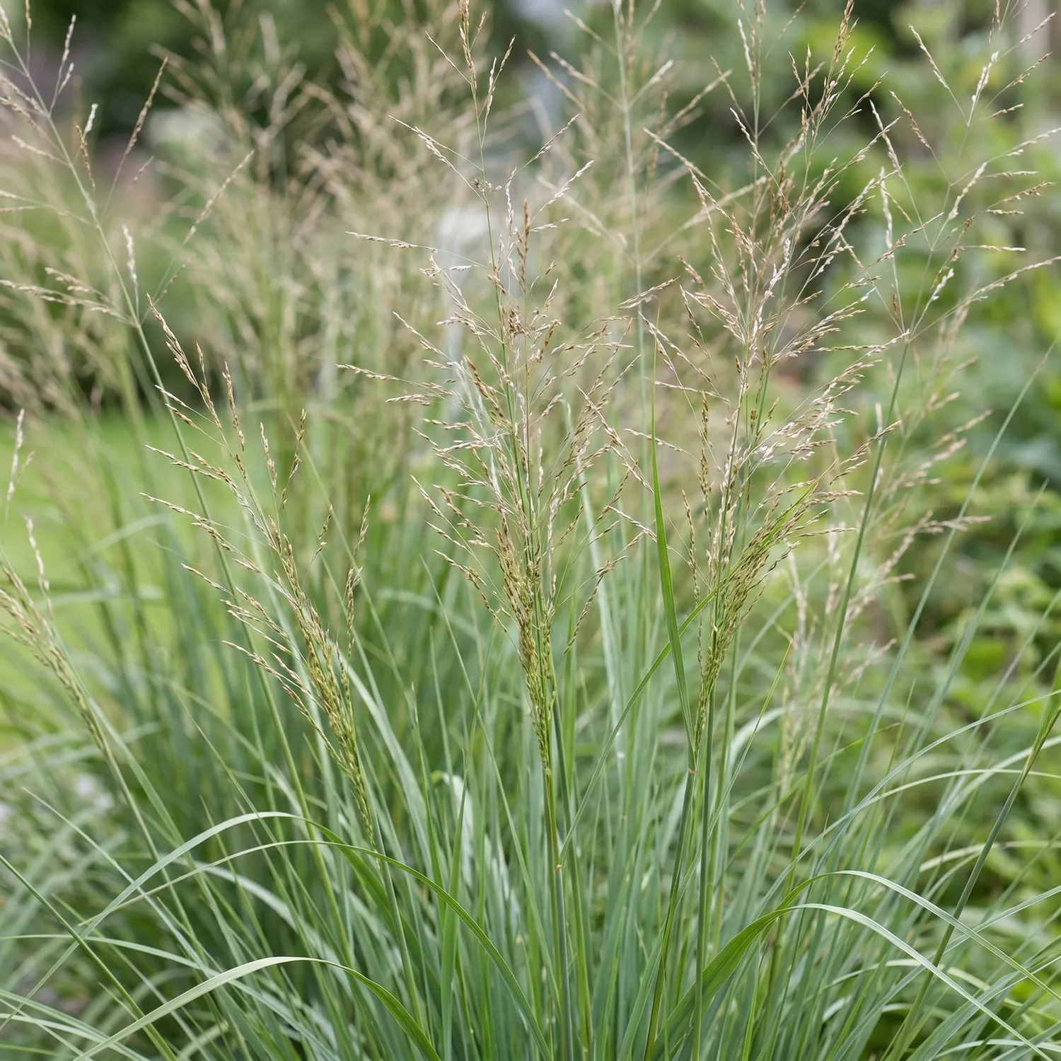Plant and Stories Molinia Karl Foerster graminée lot 12 pots 11cm
