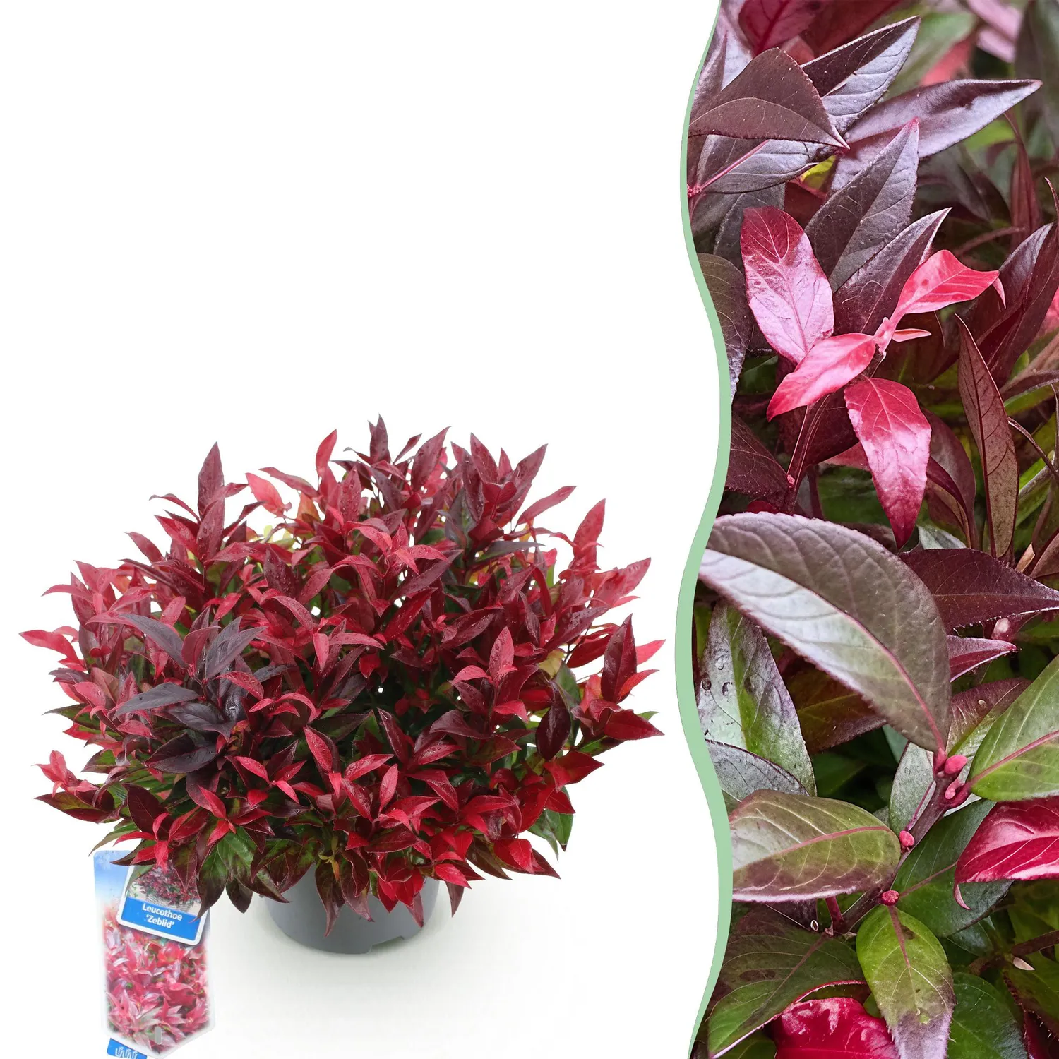 Plant and Stories Zeblid leucothoé arbuste 17 cm ombre