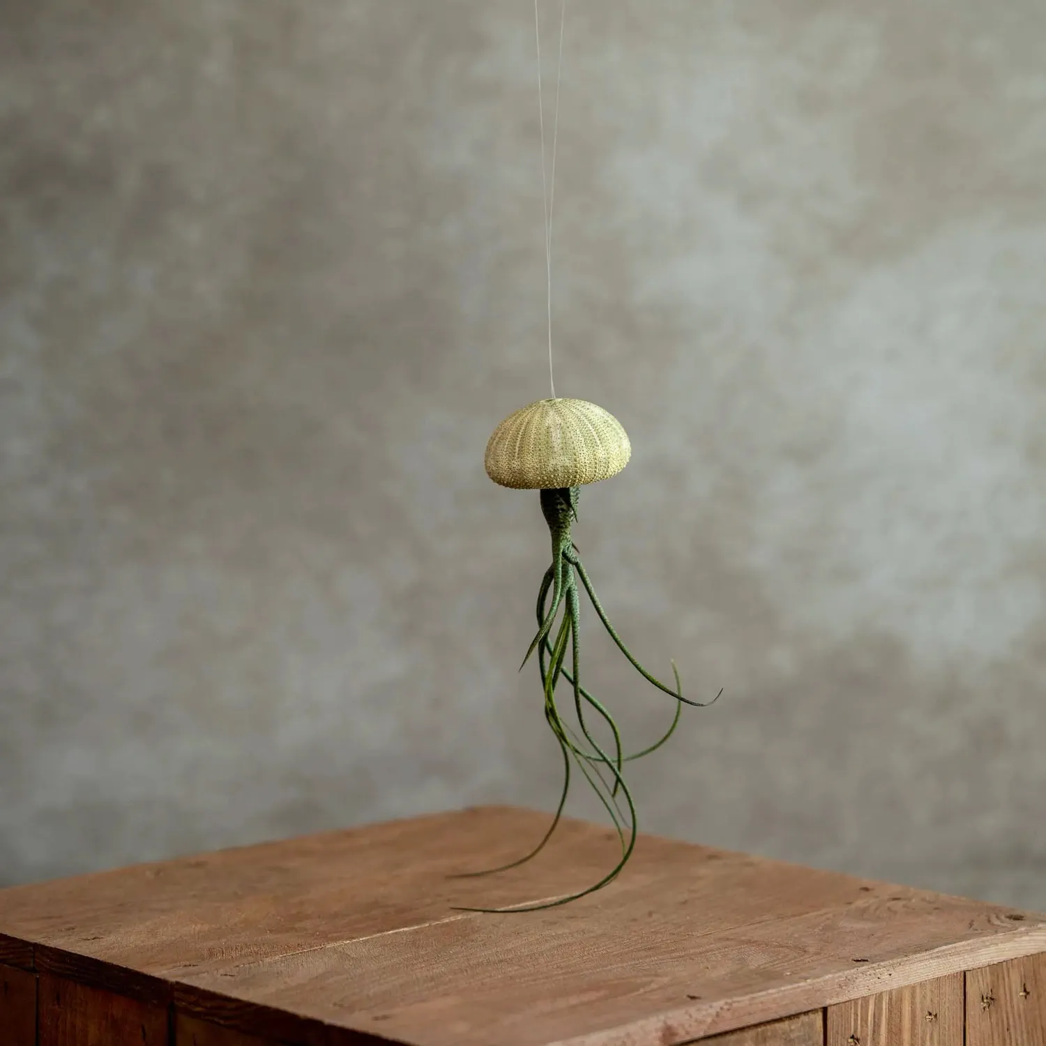 Airplantshop Jellyfish Groen plante aérienne coquille verte à suspendre