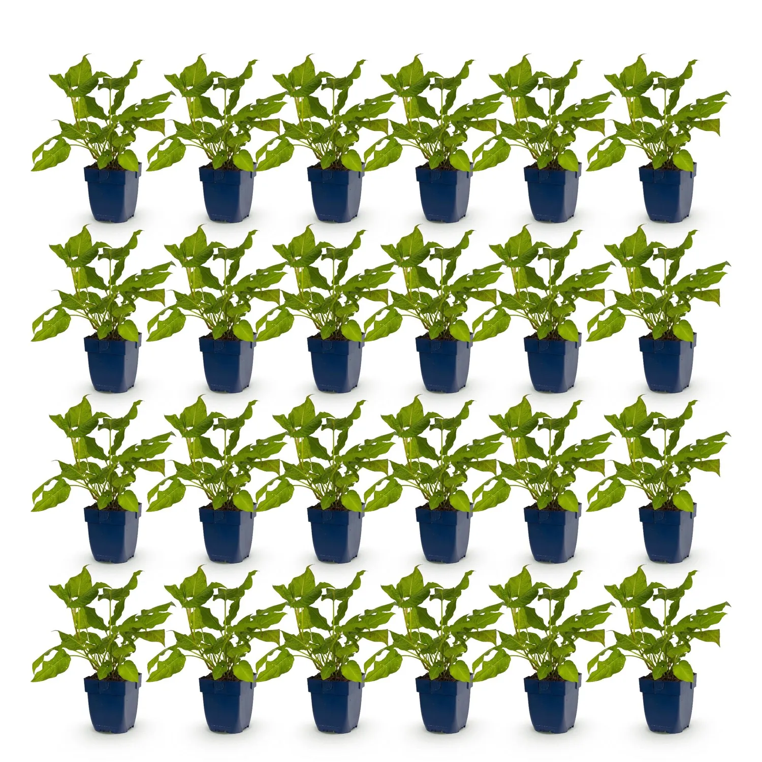 Plant and Stories Renouée Persicaria amplexicaulis vivace pot 11cm rouge