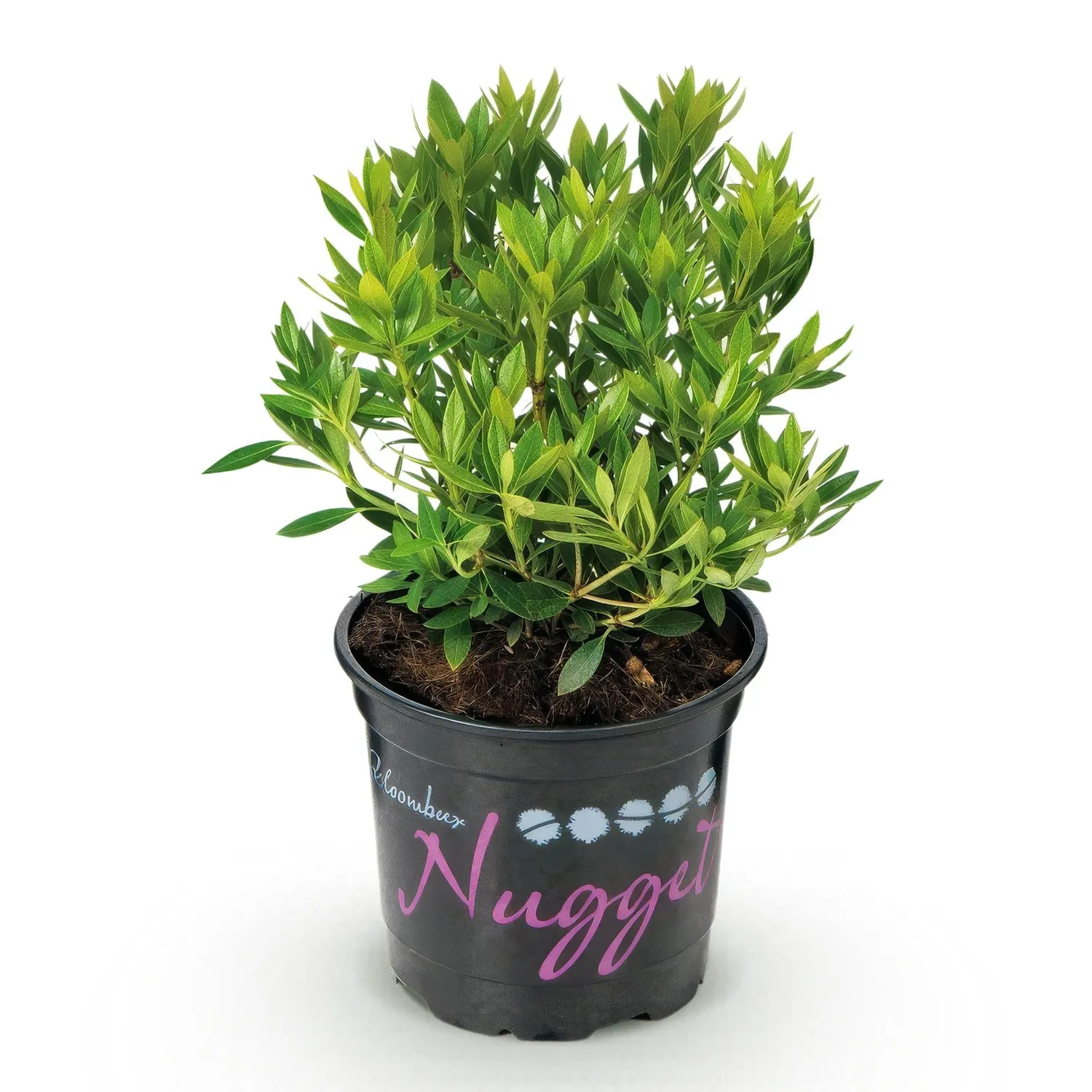 Plant and Stories Bloombux Rose Clair rhododendron 1 plant persistant