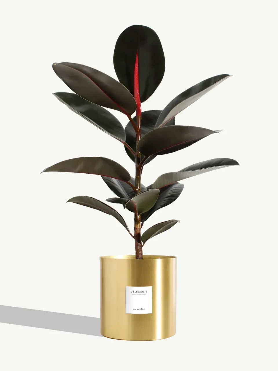 By Charlot L’Élégante plante très grande laiton or
