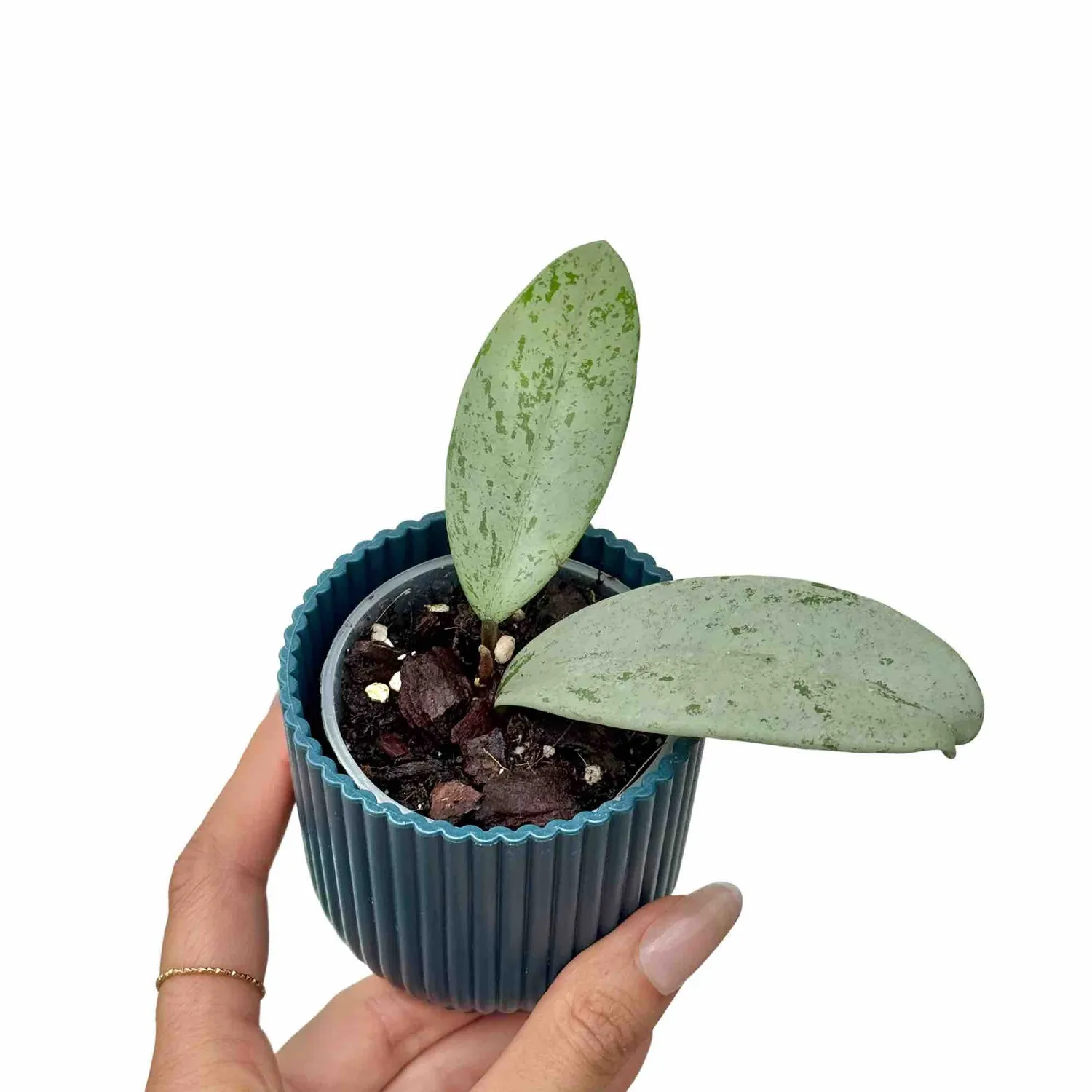 Plant and Stories Hoya Pubicalyx Silver Ghost plante pot 6cm feuillage argenté