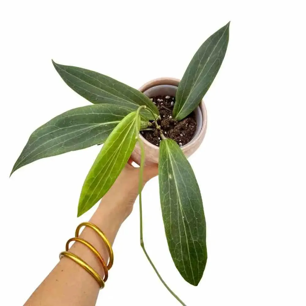 Plant and Stories Hoya Soligamiana plante d'intérieur pot 6 cm veloutée