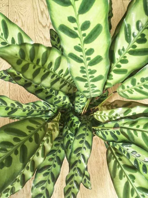Réconciliation Végétale Romane calathea plante verte mi-ombre dessinée