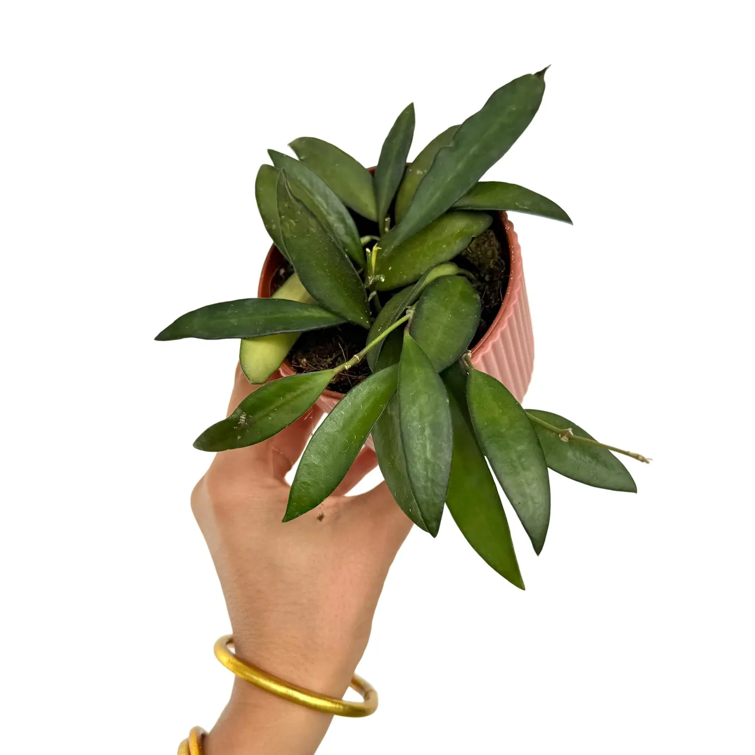 Plant and Stories Hoya Rosita plante 6 cm fleurs parfumées
