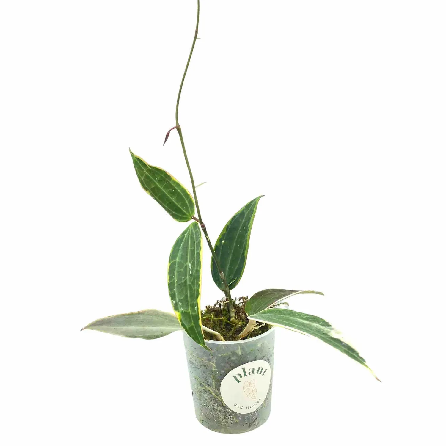 Plant and Stories Hoya Latifolia Albomarginata plante pot 6 cm