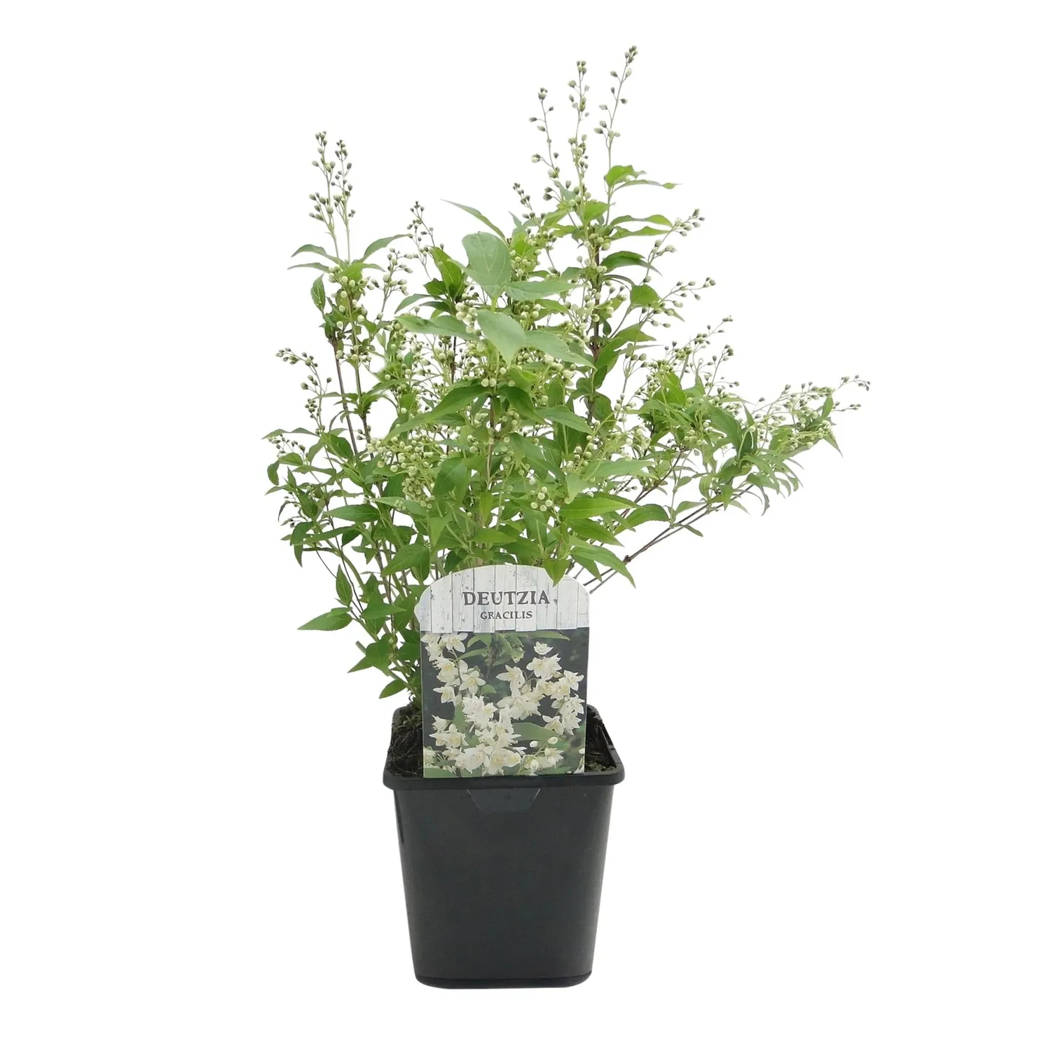 Plant and Stories Deutzia Gracilis arbuste pot 17 cm
