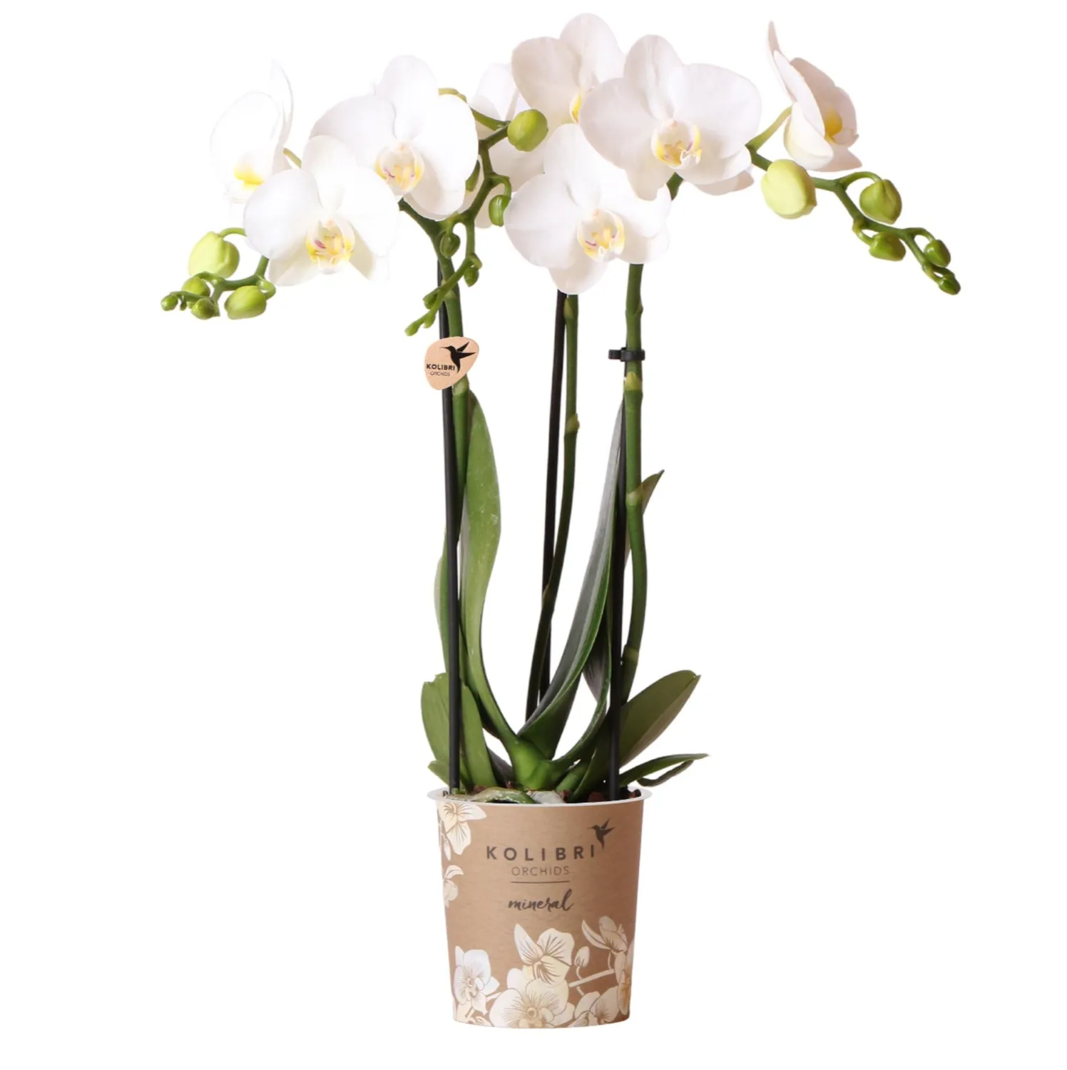 Plant and Stories Phalaenopsis blanche orchidée pot 9 cm blanc