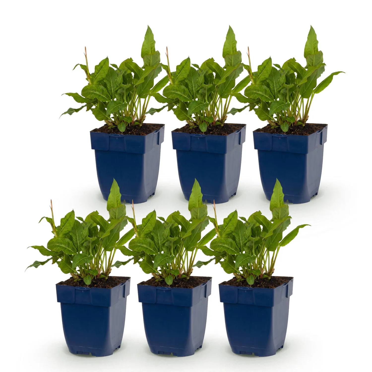 Plant and Stories Rosea renouée vivace 1 plant ombre