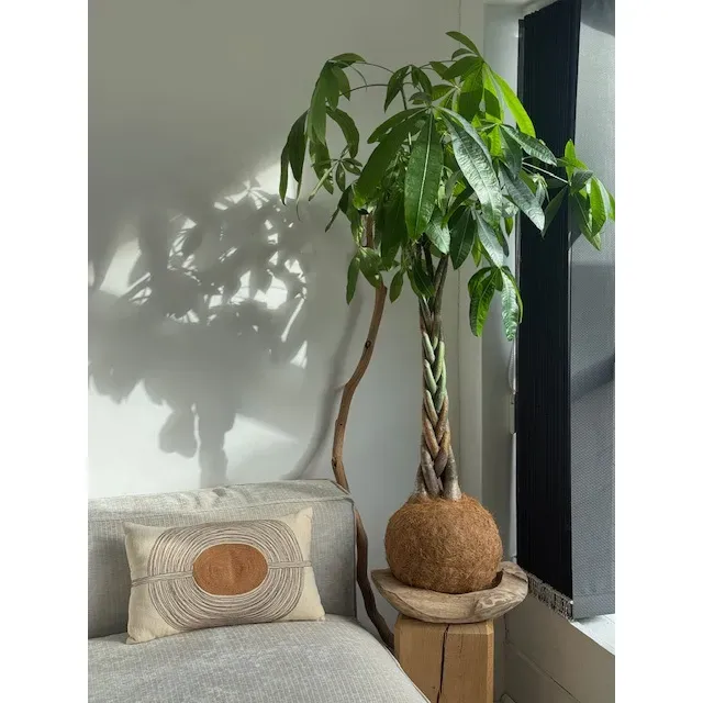 Oh My Green Pachira Aquatica kokedama coco XXL tressé