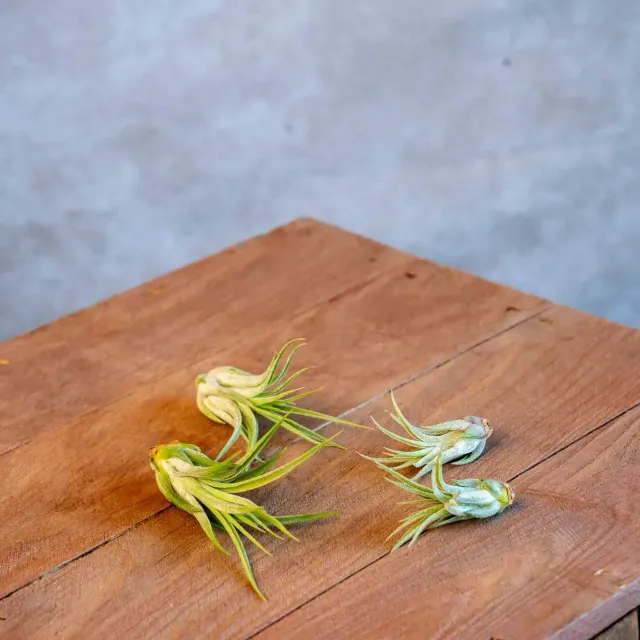 Airplantshop Ionantha Scaposa lot 4 plantes ariennes XL