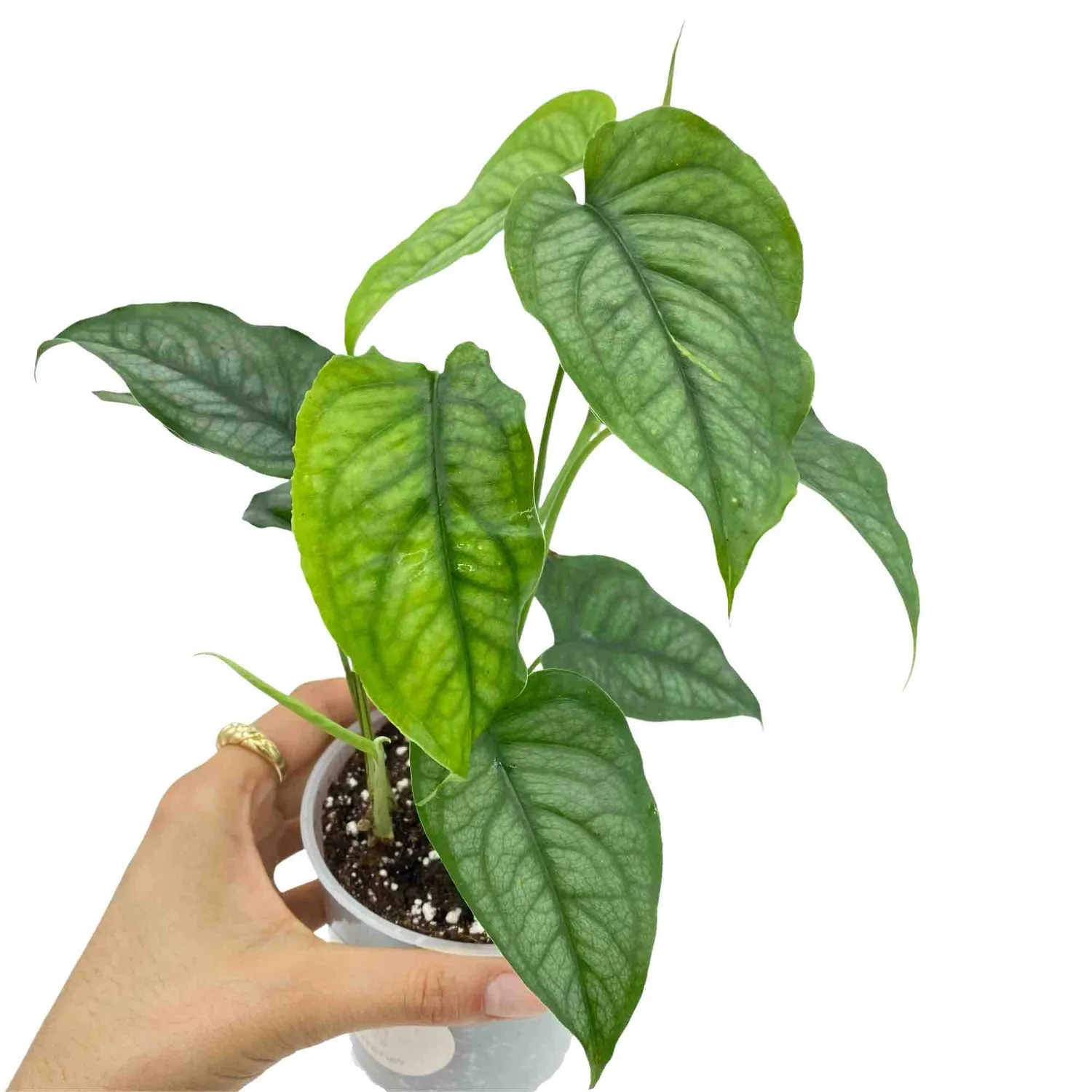 Plant and Stories Monstera Siltepecana plante intérieur pot 6 cm
