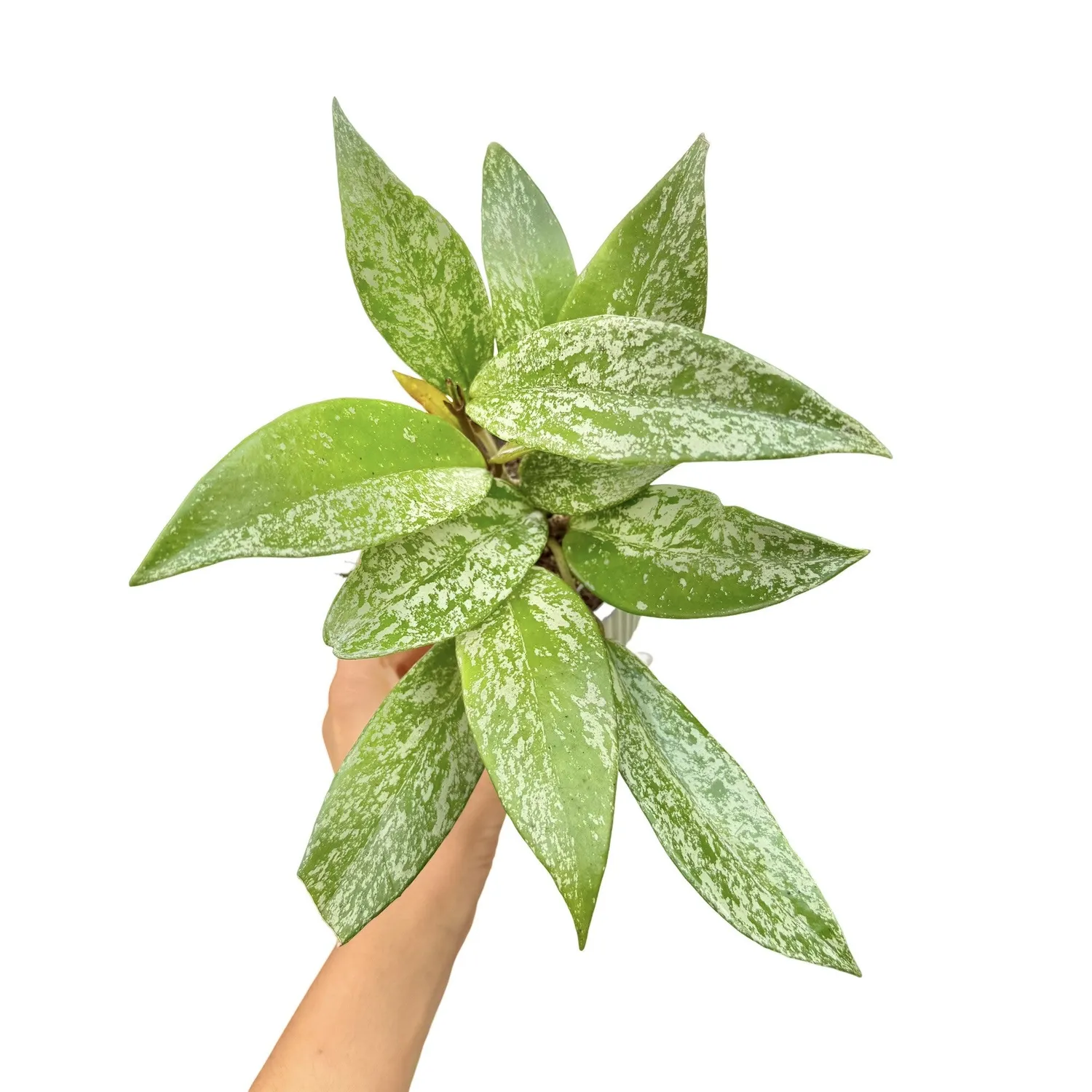 Plant and Stories Pubicalyx Silver Spot hoya pot 12 cm tacheté