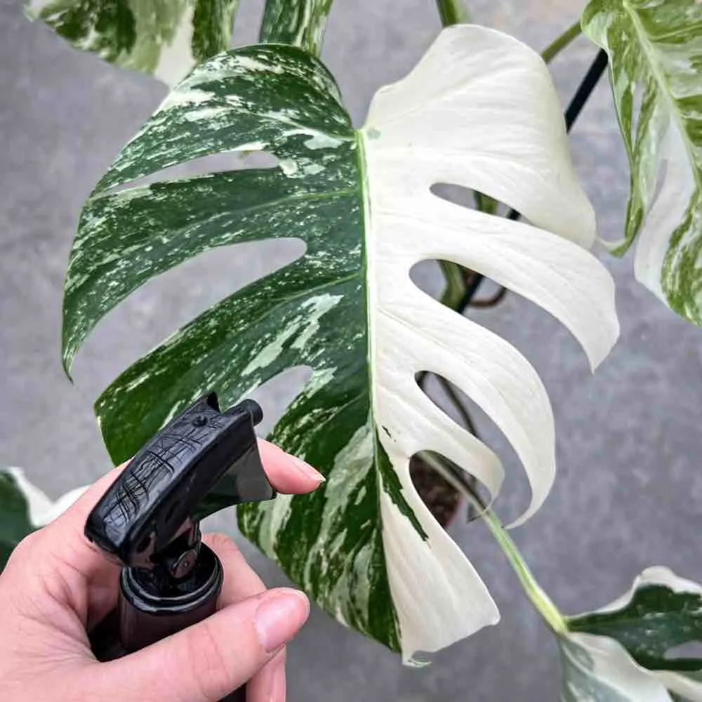 Plant and Stories Duo pulvérisateur 250ml + savon noir 100ml