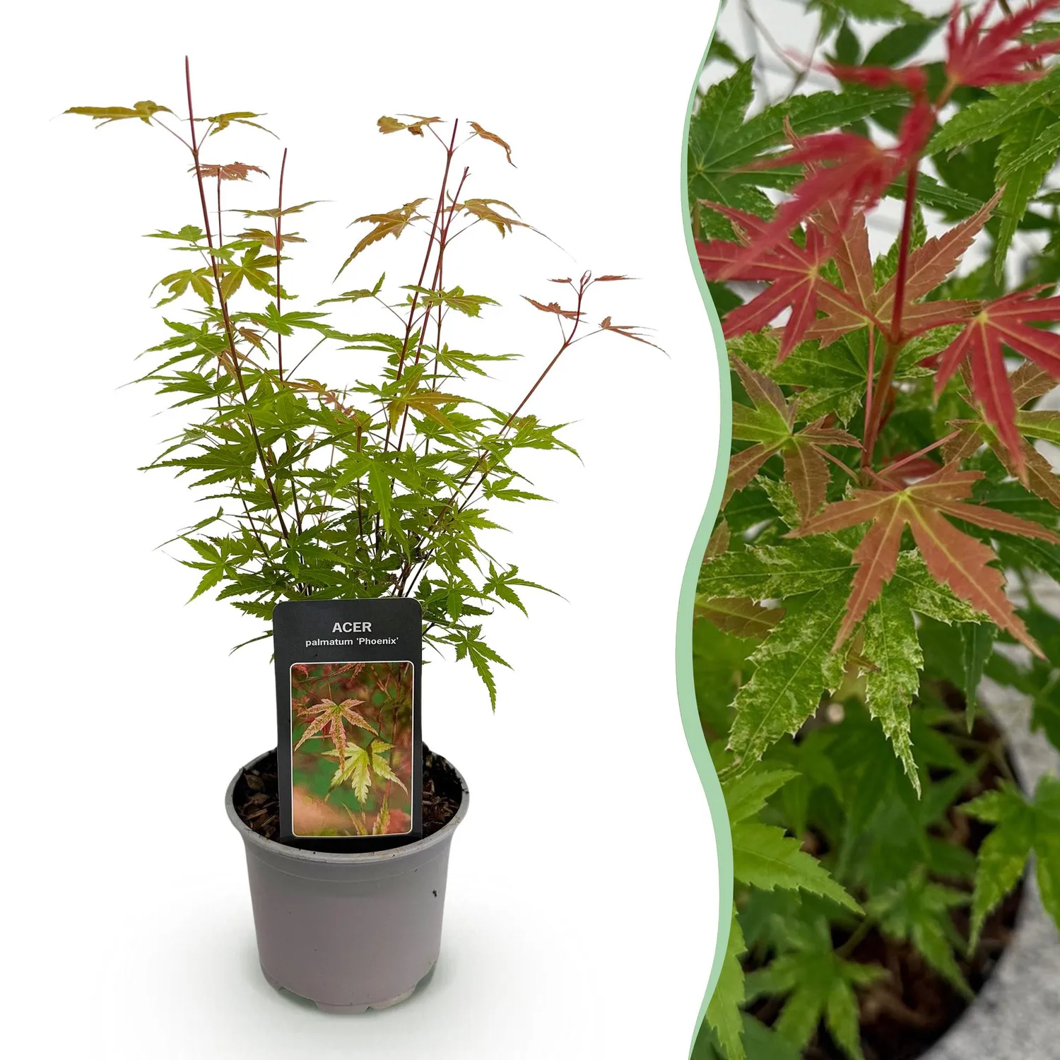 Plant and Stories Érable Japon Phoenix arbuste pot 12 cm orange