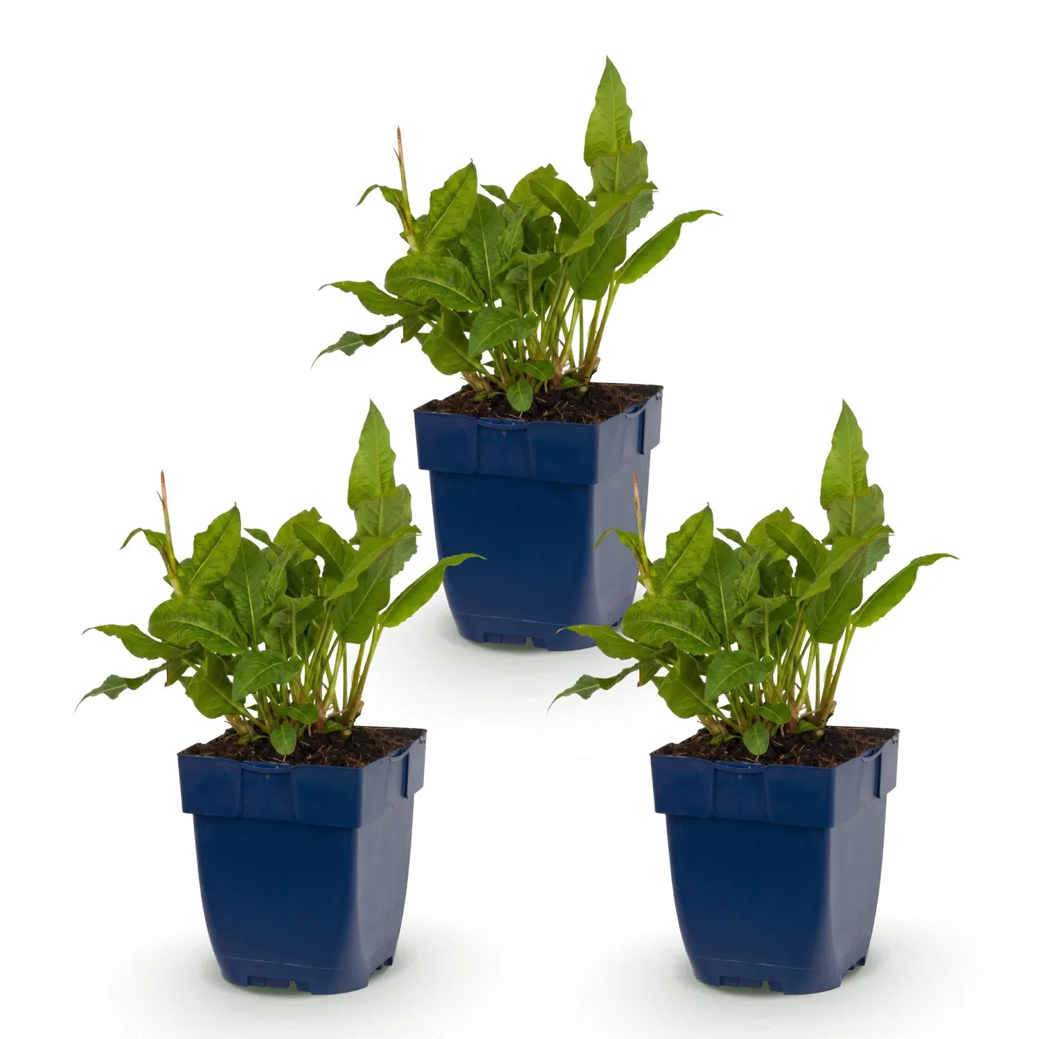 Plant and Stories Rosea renouée vivace 1 plant ombre