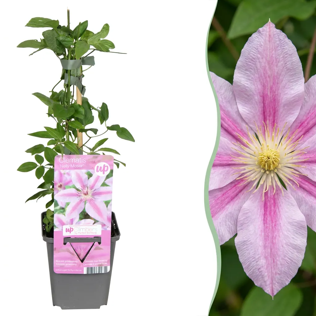 PLANT AND STORIES Clématite Nelly Moser grimpante 4 plants rose barré