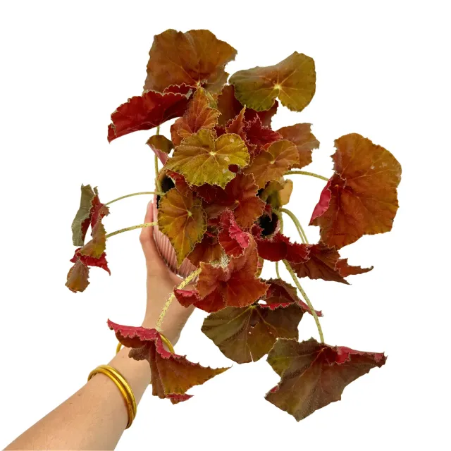 Plant and Stories Bégonia Amber Love plante d’intérieur pot 12 cm cuivré