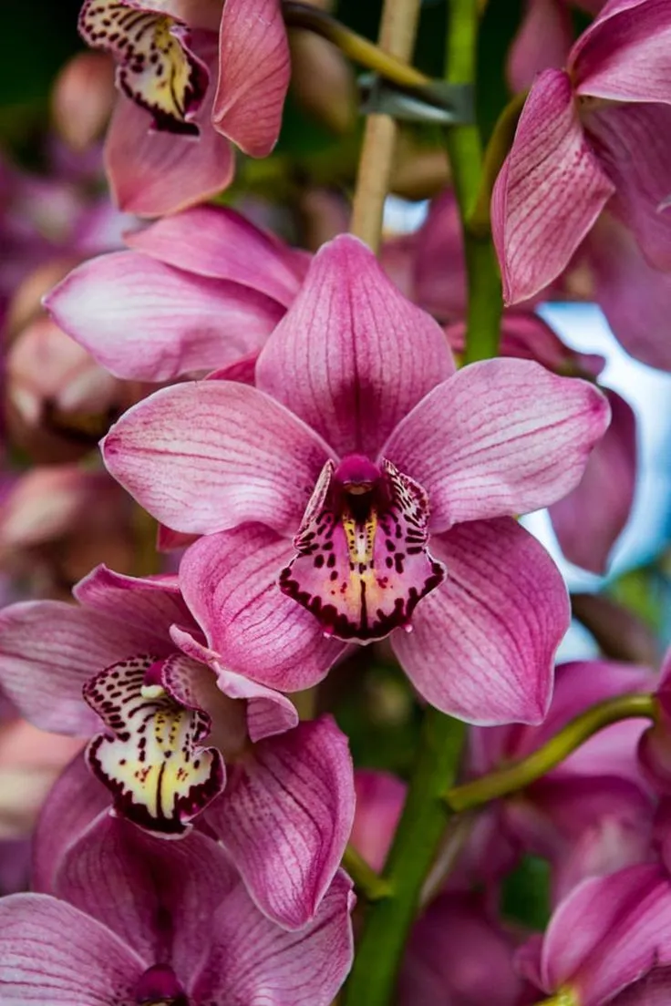 Plant and Stories terreau orchidée premium substrat 4L