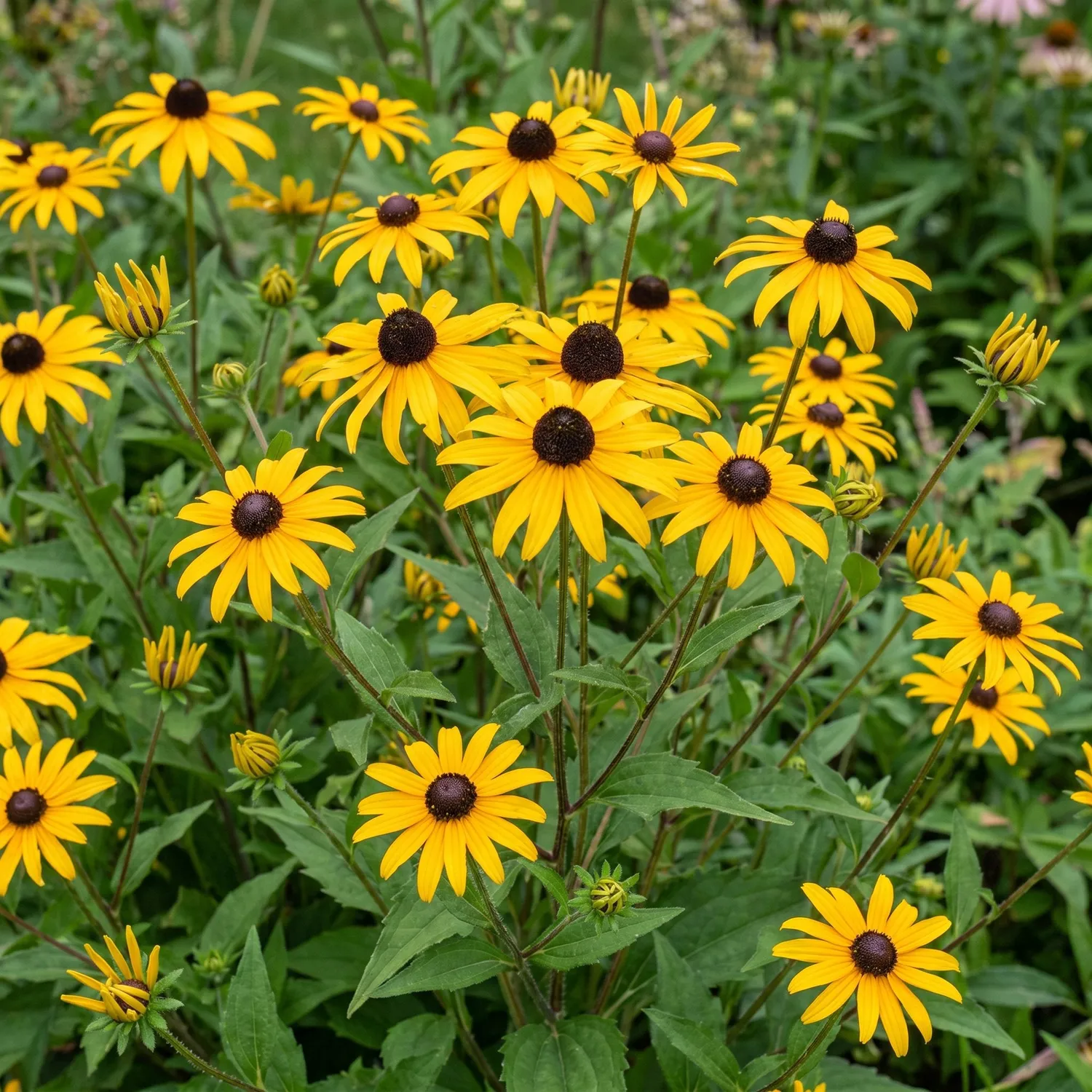 Plant and Stories Rudbeckie Goldsturm vivace pot 11 cm jaune