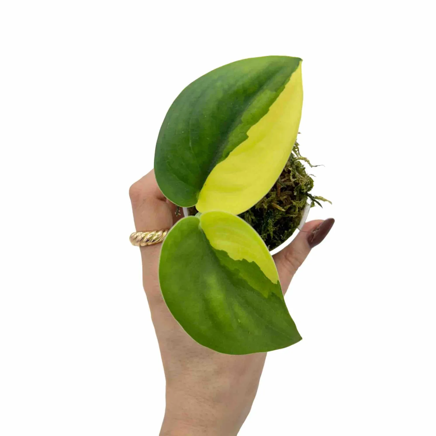 Plant and Stories Jade Satin scindapsus 6 cm panaché aurea