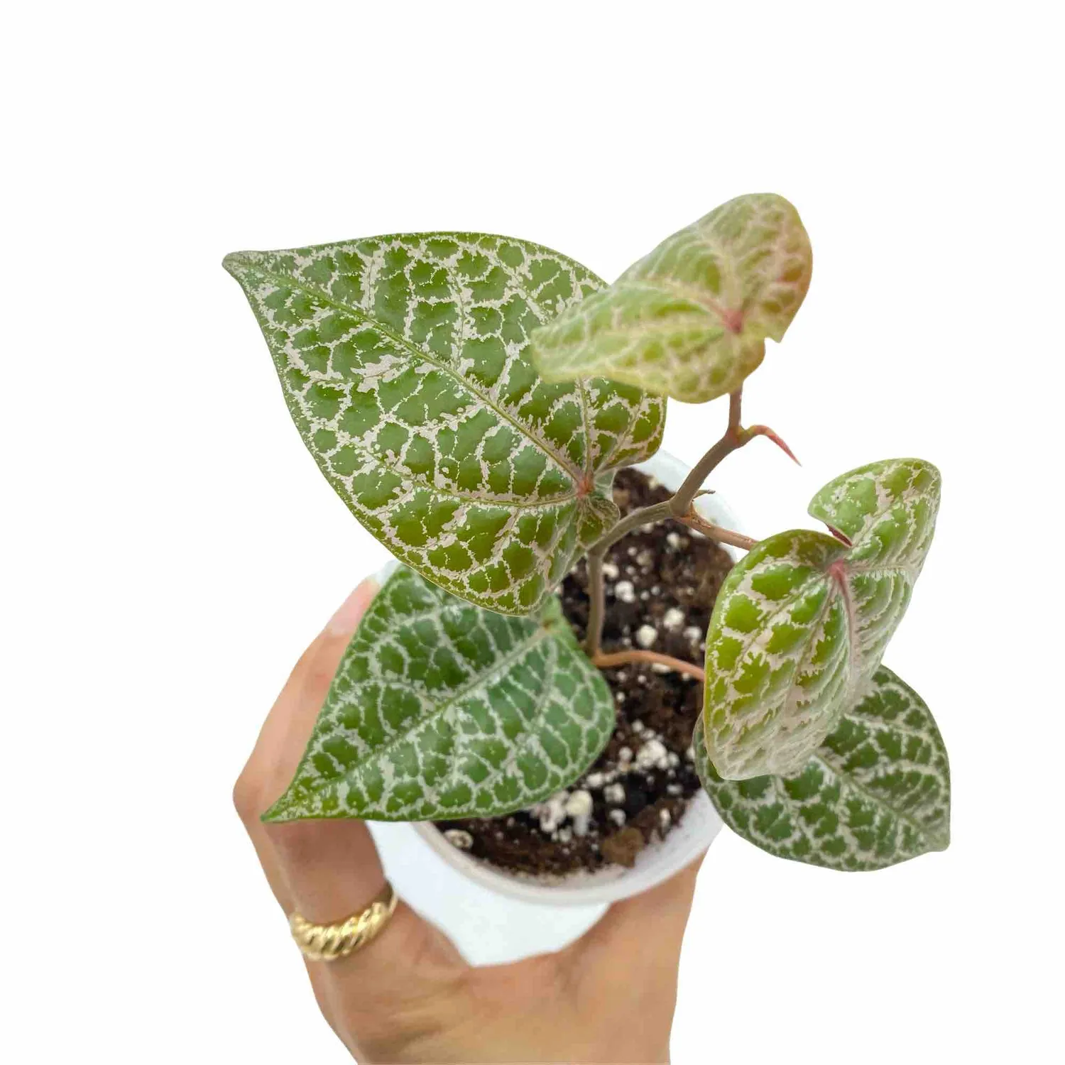 Plant and Stories Piper Crocatum Ornatum liane pot 6 cm cuivrée