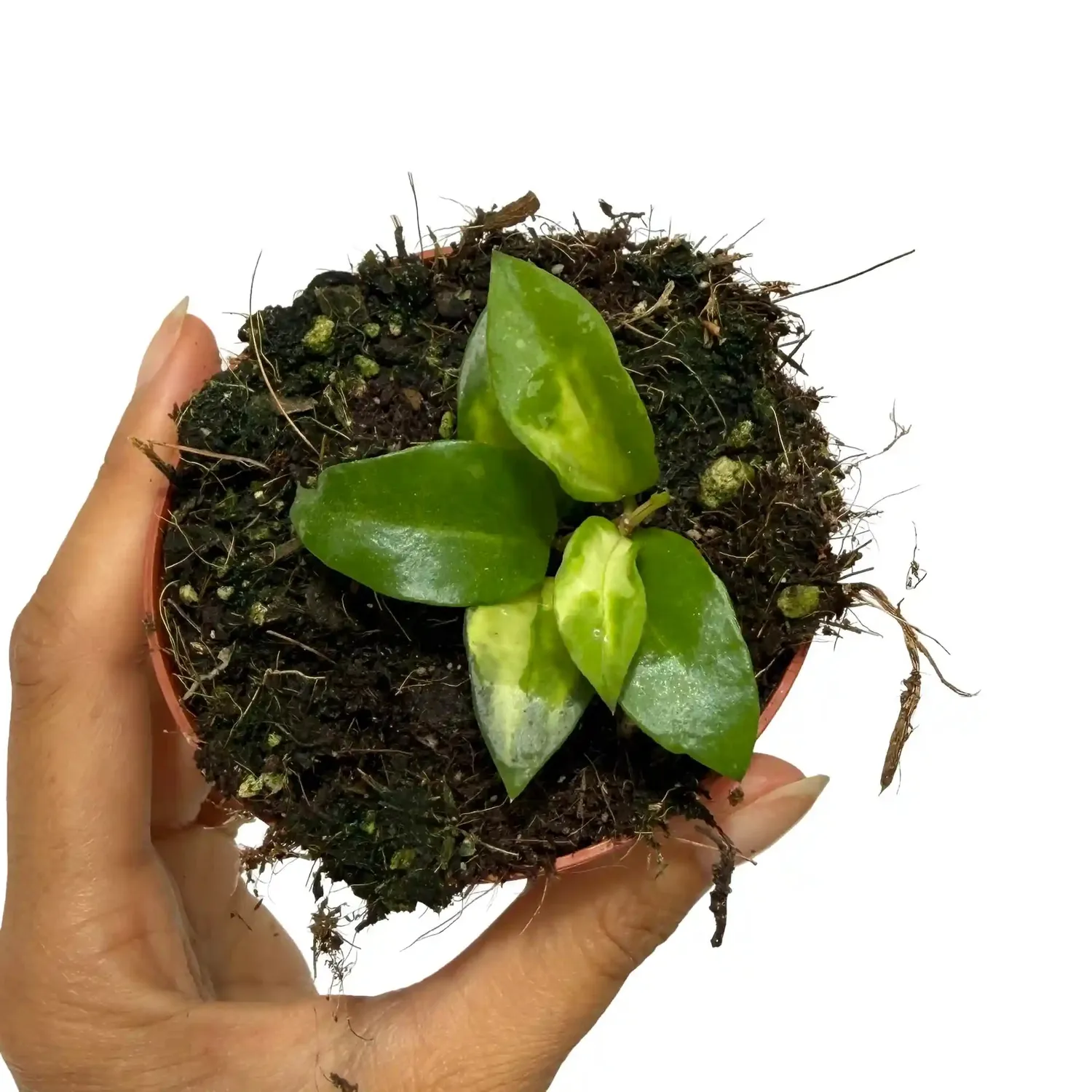 Plant and Stories Lacunosa Hoya plante pot 6 cm panaché nacré