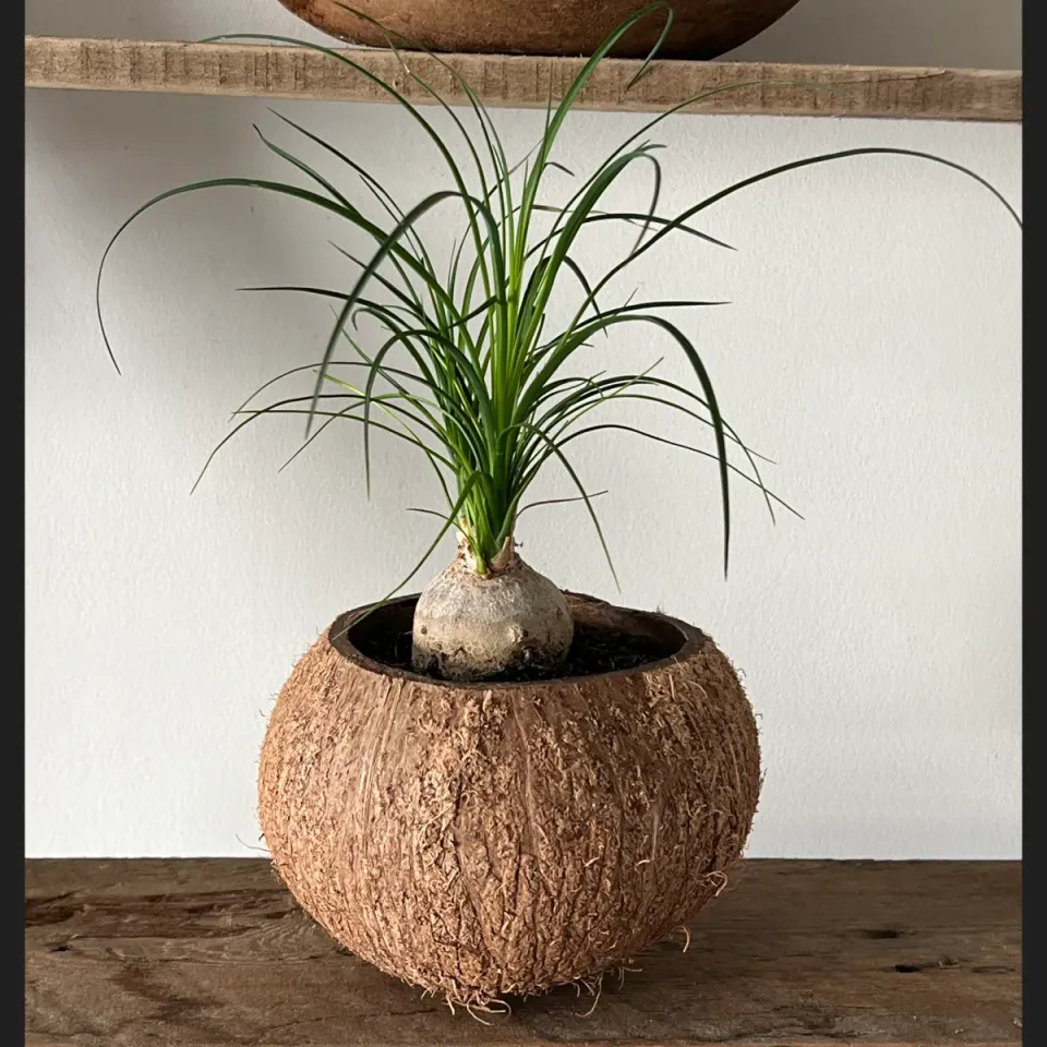 Oh My Green Beaucarnea cocodama plante entretien facile
