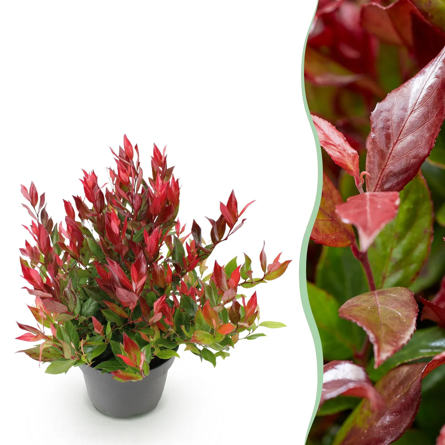 Plant and Stories Little Flame leucothoé arbuste pot 17 cm 40 cm