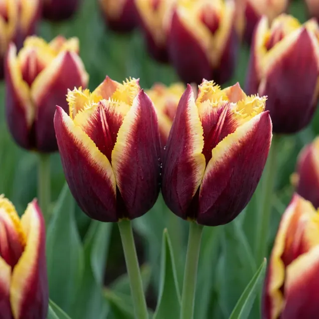 Plant and Stories Tulipe My Favourite Topping bulbes 15 calibre 11/12 printanière