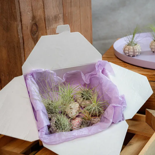 Airplantshop Schelpen Box coquillages 6 plantes aériennes