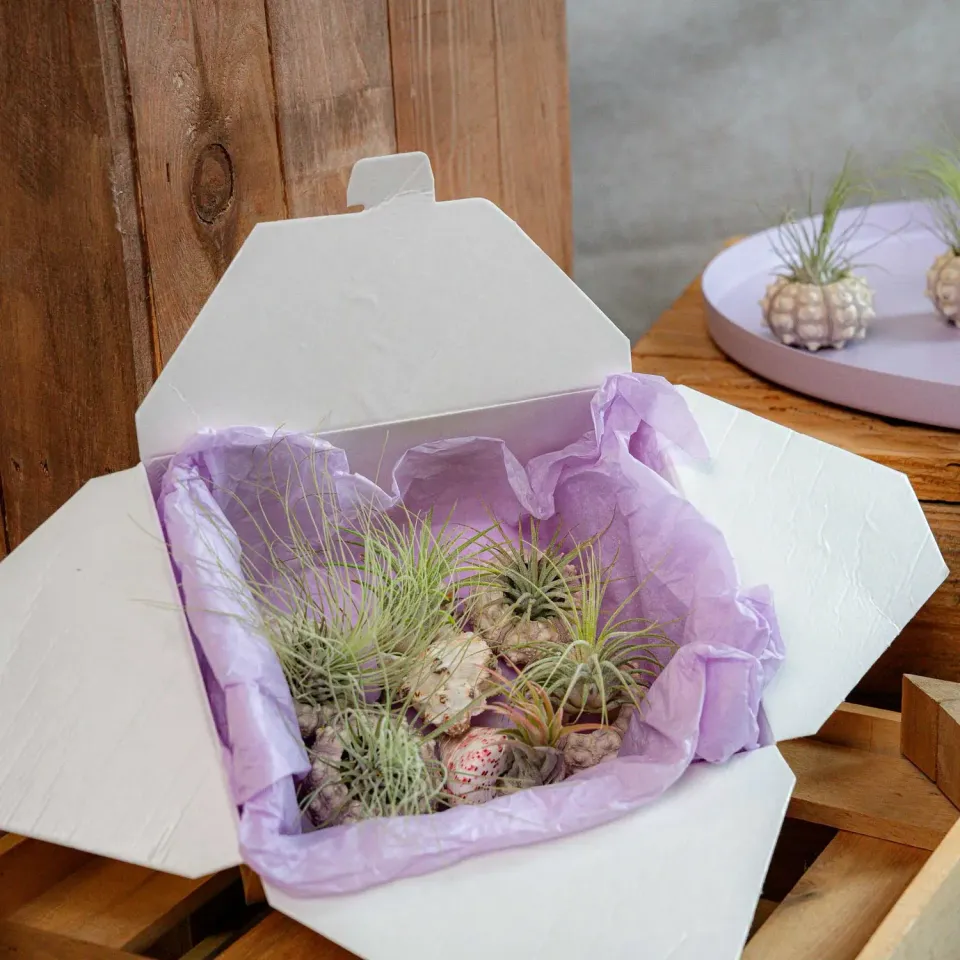 Airplantshop Schelpen Box coquillages 6 plantes aériennes