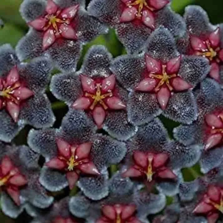 Plant and Stories Hoya Black Dragon Liane Pot 10,5cm Parfumé