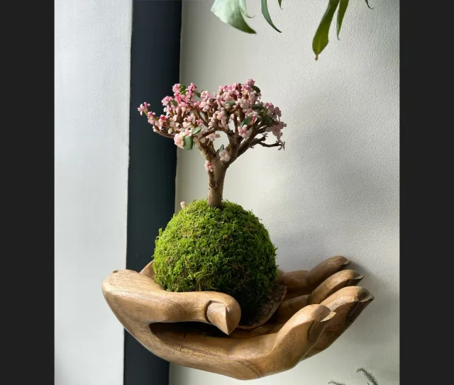 Oh My Green Portulacaria Afra rose kokedama M succulente
